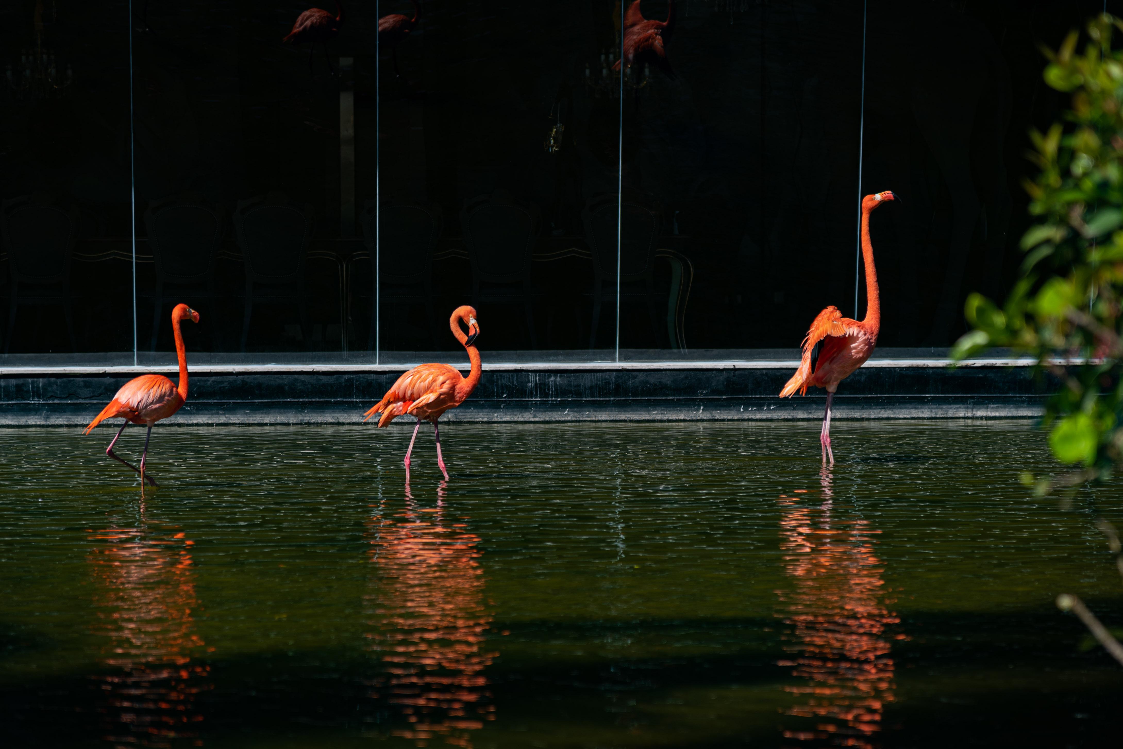 Grand Bavaro Princess (Adults Only) Hotel Exterior photo Flamingoes at the zoo